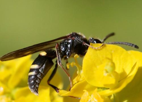 Nysson sp.